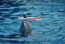 海豚表演视频,揭秘海豚表演的奇妙瞬间